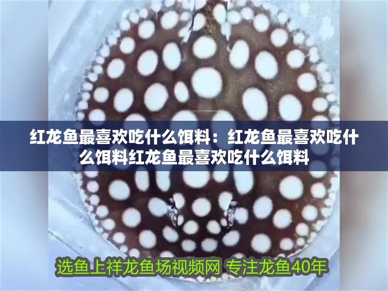 紅龍魚最喜歡吃什么餌料：紅龍魚最喜歡吃什么餌料紅龍魚最喜歡吃什么餌料