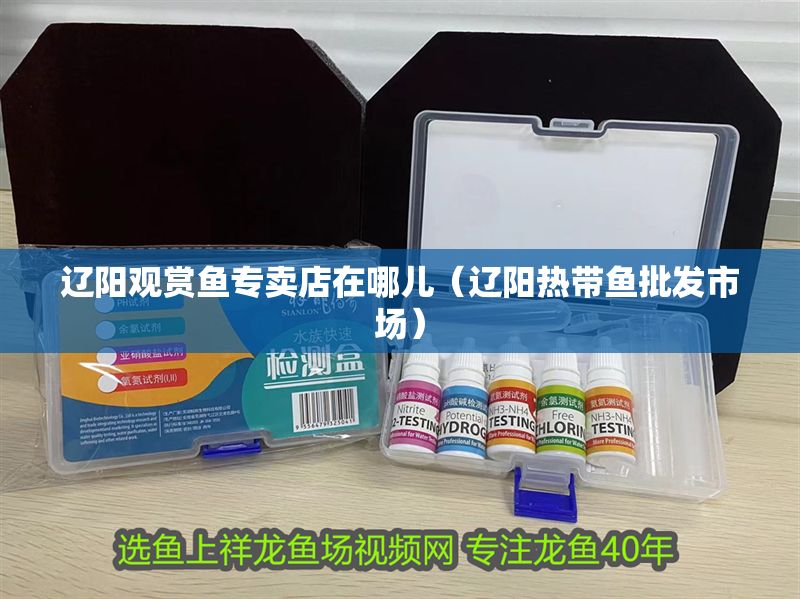 遼陽觀賞魚專賣店在哪兒（遼陽熱帶魚批發市場）