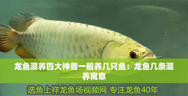 龍魚混養(yǎng)四大神獸一般養(yǎng)幾只魚：龍魚幾條混養(yǎng)寓意