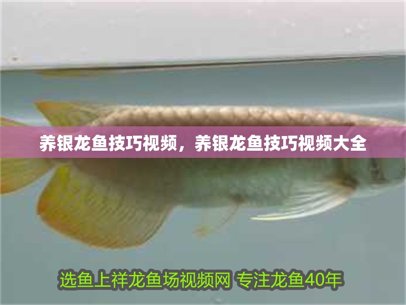 養(yǎng)銀龍魚技巧視頻，養(yǎng)銀龍魚技巧視頻大全