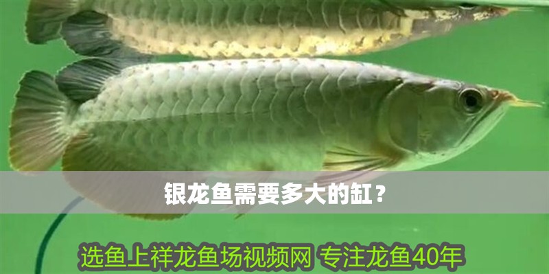 銀龍魚需要多大的缸？