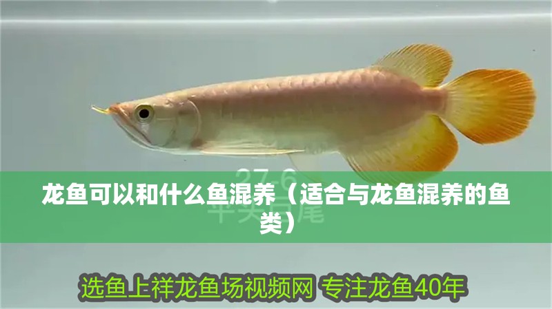龍魚可以和什么魚混養（適合與龍魚混養的魚類）