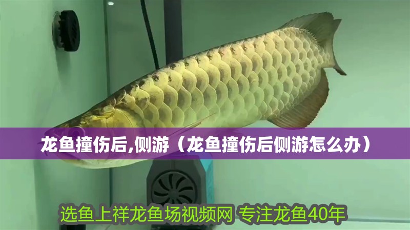龍魚撞傷后,側游（龍魚撞傷后側游怎么辦）