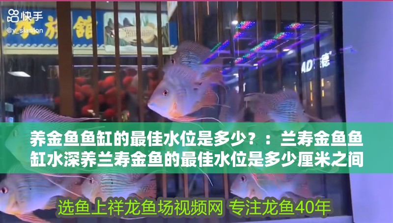 養金魚魚缸的最佳水位是多少？：蘭壽金魚魚缸水深養蘭壽金魚的最佳水位是多少厘米之間