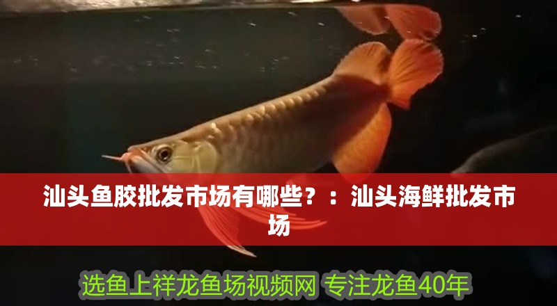 汕頭魚膠批發市場有哪些？：汕頭海鮮批發市場