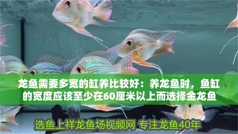龍魚需要多寬的缸養(yǎng)比較好：養(yǎng)龍魚時，魚缸的寬度應該至少在60厘米以上而選擇金龍魚