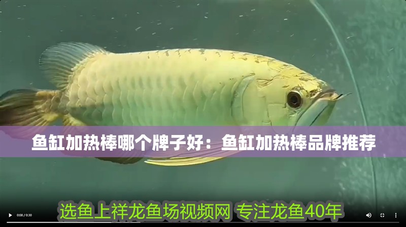 魚缸加熱棒哪個牌子好：魚缸加熱棒品牌推薦