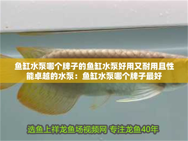 魚缸水泵哪個牌子的魚缸水泵好用又耐用且性能卓越的水泵：魚缸水泵哪個牌子最好