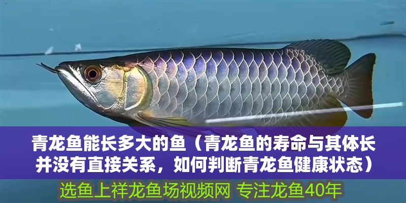 青龍魚能長多大的魚（青龍魚的壽命與其體長并沒有直接關(guān)系，如何判斷青龍魚健康狀態(tài)）