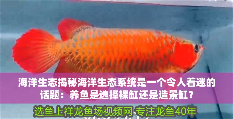 海洋生態揭秘海洋生態系統是一個令人著迷的話題：養魚是選擇裸缸還是造景缸？