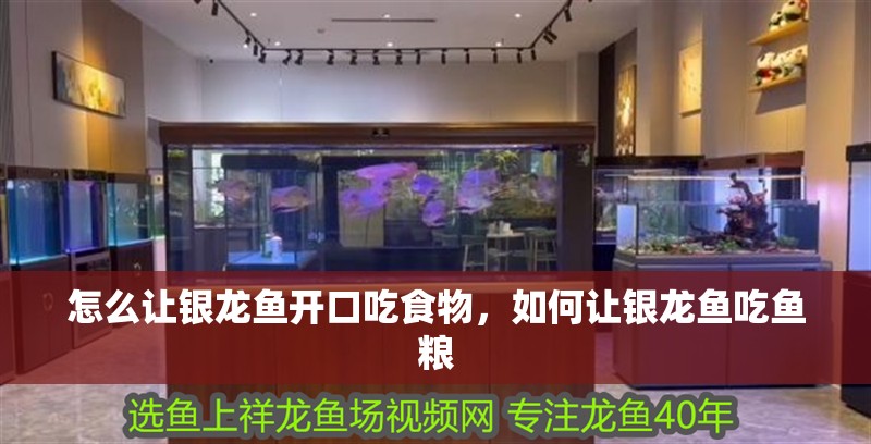 怎么讓銀龍魚開口吃食物，如何讓銀龍魚吃魚糧