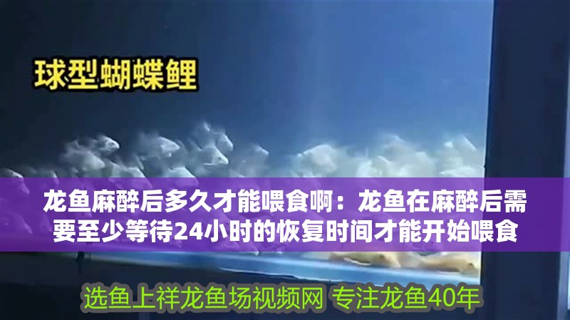 龍魚麻醉后多久才能喂食啊：龍魚在麻醉后需要至少等待24小時的恢復時間才能開始喂食