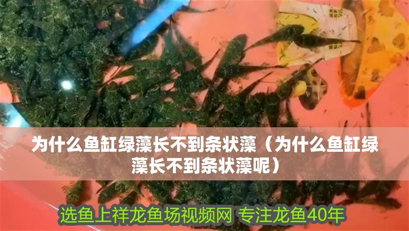 為什么魚缸綠藻長不到條狀藻（為什么魚缸綠藻長不到條狀藻呢）