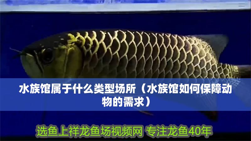 水族館屬于什么類型場所（水族館如何保障動(dòng)物的需求）