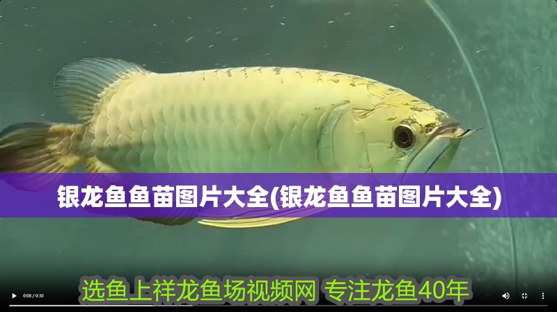 銀龍魚魚苗圖片大全(銀龍魚魚苗圖片大全)
