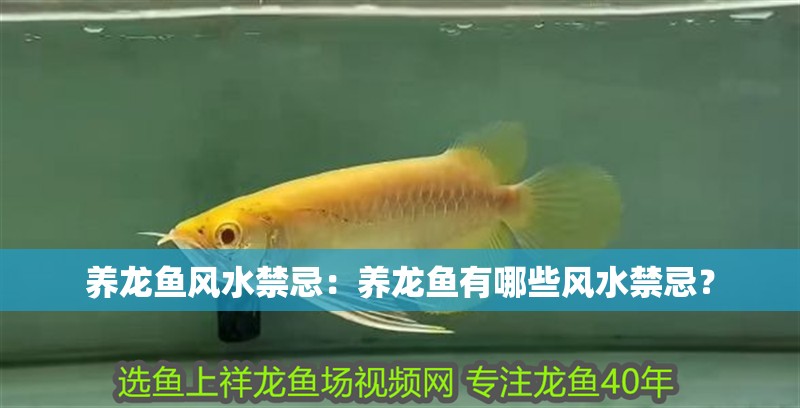 養龍魚風水禁忌：養龍魚有哪些風水禁忌？ 養龍魚風水禁忌：養龍魚有哪些風水禁忌？ 龍魚百科
