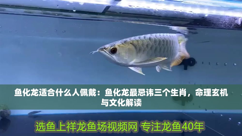 魚化龍適合什么人佩戴：魚化龍最忌諱三個生肖，命理玄機與文化解讀