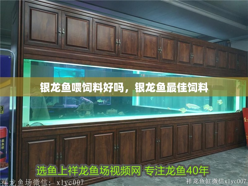 銀龍魚喂飼料好嗎，銀龍魚最佳飼料