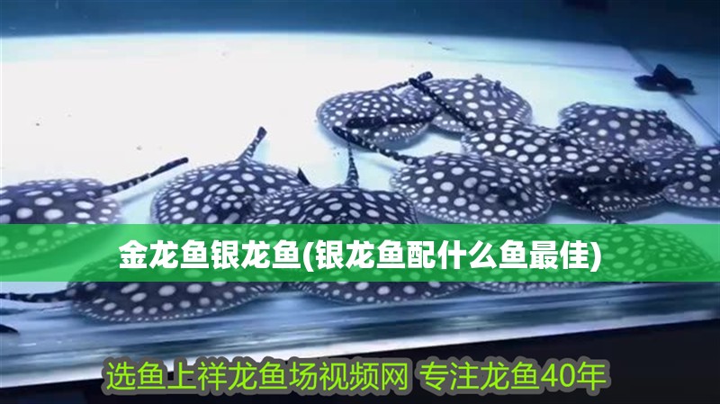 金龍魚銀龍魚(銀龍魚配什么魚最佳)