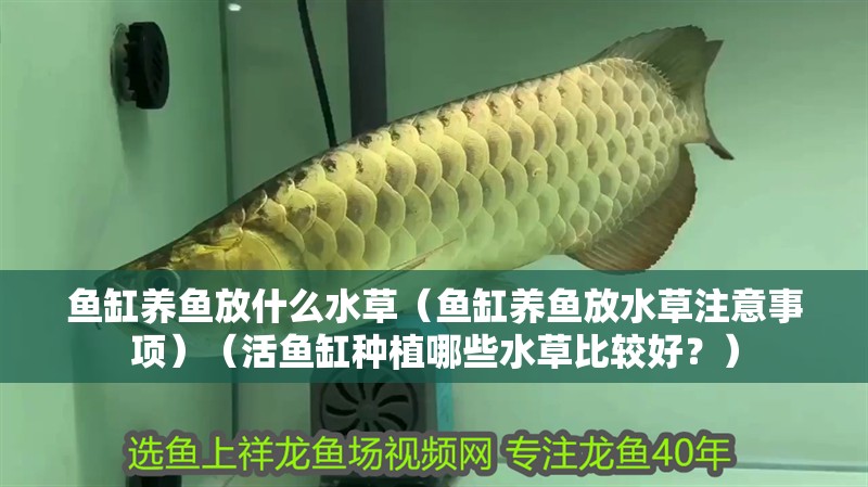 魚缸養(yǎng)魚放什么水草（魚缸養(yǎng)魚放水草注意事項）（活魚缸種植哪些水草比較好？）