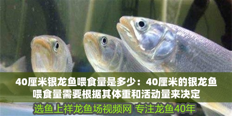 40厘米銀龍魚喂食量是多少：40厘米的銀龍魚喂食量需要根據其體重和活動量來決定