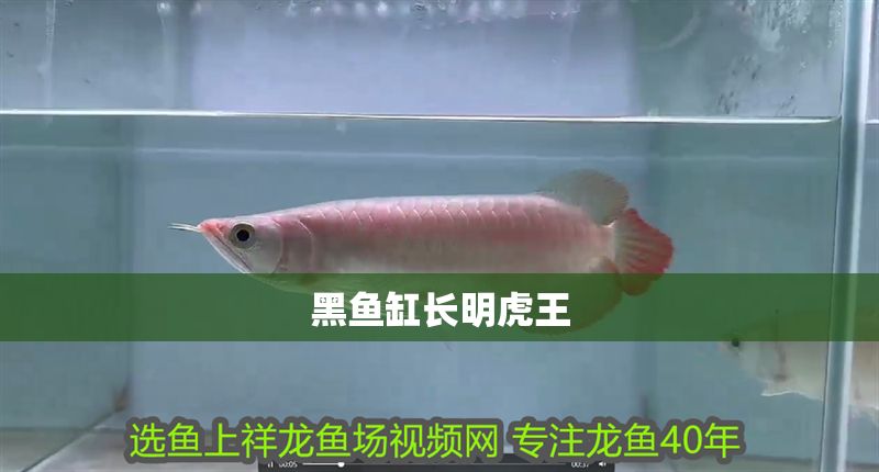 黑魚缸長明虎王