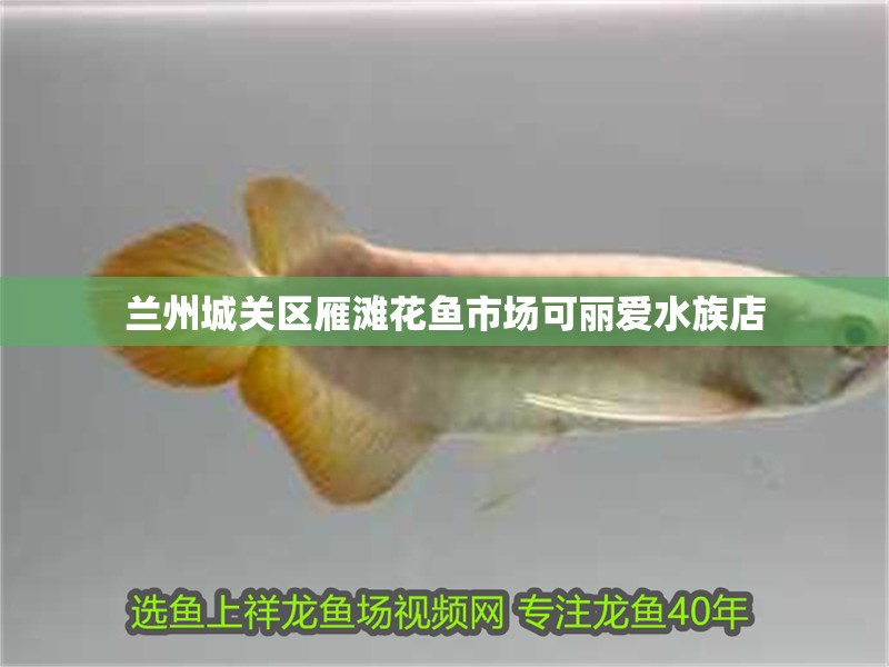 蘭州城關(guān)區(qū)雁灘花魚市場可麗愛水族店