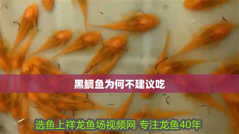 黑鯛魚(yú)為何不建議吃