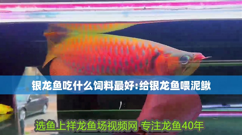 銀龍魚吃什么飼料最好:給銀龍魚喂泥鰍
