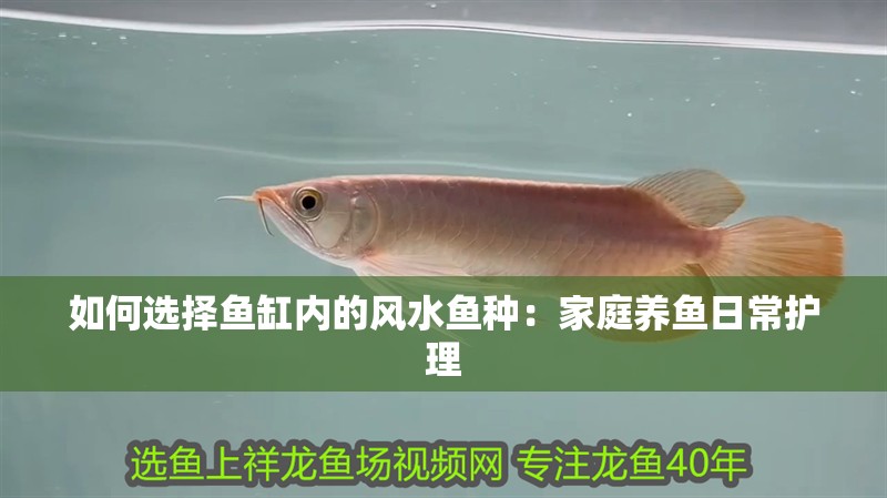 如何選擇魚缸內(nèi)的風(fēng)水魚種：家庭養(yǎng)魚日常護(hù)理