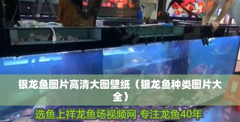 銀龍魚圖片高清大圖壁紙（銀龍魚種類圖片大全）