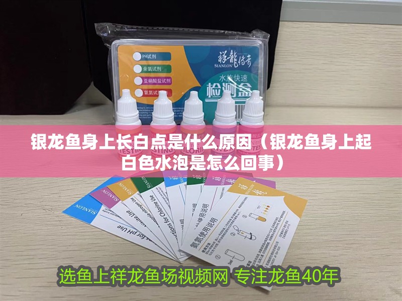 銀龍魚身上長白點是什么原因（銀龍魚身上起白色水泡是怎么回事）