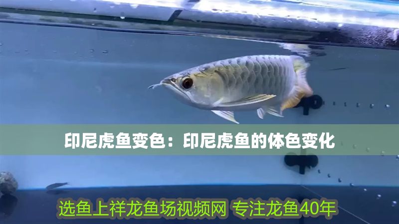 印尼虎魚變色：印尼虎魚的體色變化 印尼虎魚變色：印尼虎魚的體色變化 虎魚百科 第2張