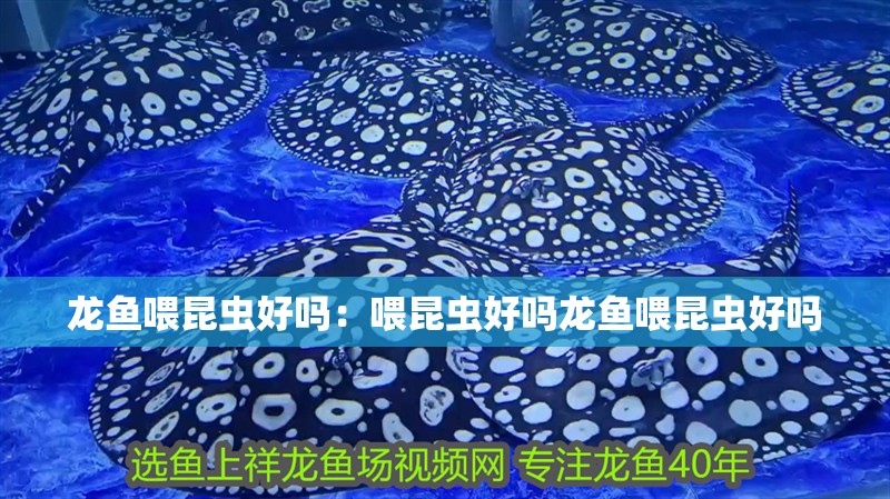 龍魚喂昆蟲好嗎：喂昆蟲好嗎龍魚喂昆蟲好嗎