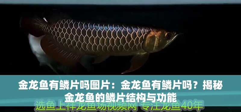 金龍魚有鱗片嗎圖片：金龍魚有鱗片嗎？揭秘金龍魚的鱗片結(jié)構(gòu)與功能