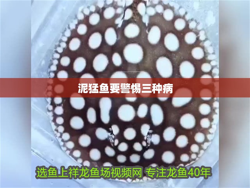 泥猛魚要警惕三種病