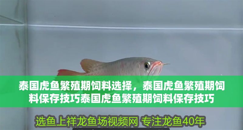 泰國虎魚繁殖期飼料選擇，泰國虎魚繁殖期飼料保存技巧泰國虎魚繁殖期飼料保存技巧