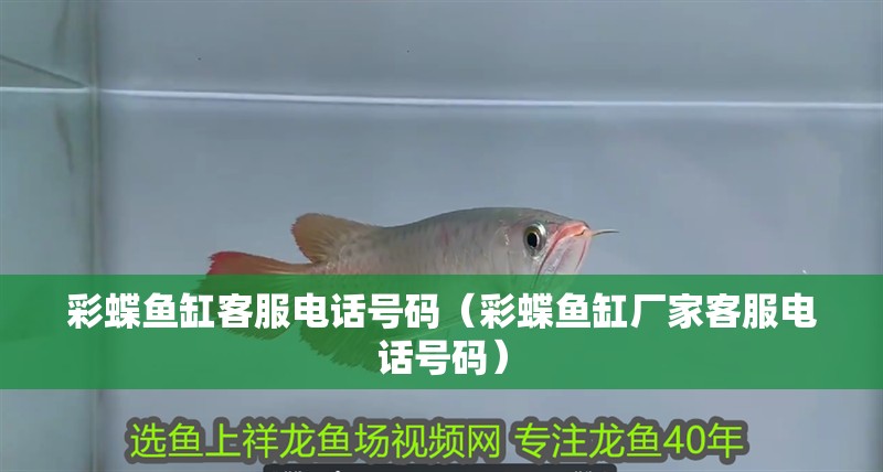 彩蝶魚缸客服電話號碼（彩蝶魚缸廠家客服電話號碼）