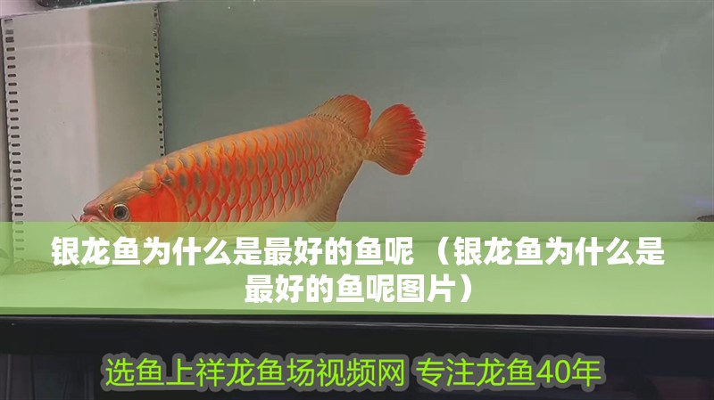 銀龍魚為什么是最好的魚呢 （銀龍魚為什么是最好的魚呢圖片）