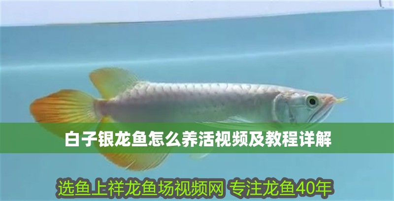 白子銀龍魚怎么養活視頻及教程詳解