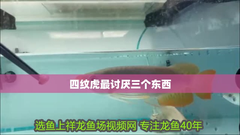 四紋虎最討厭三個東西