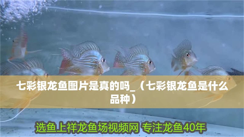七彩銀龍魚圖片是真的嗎_（七彩銀龍魚是什么品種）