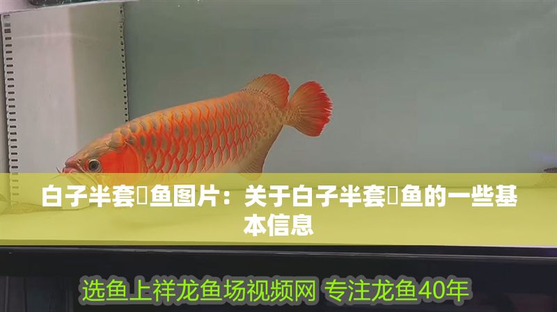 白子半套魟魚圖片：關于白子半套魟魚的一些基本信息