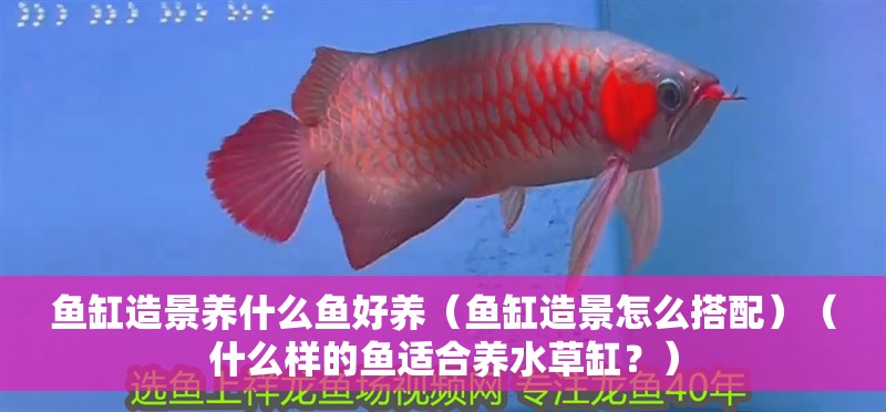 魚缸造景養(yǎng)什么魚好養(yǎng)（魚缸造景怎么搭配）（什么樣的魚適合養(yǎng)水草缸？）