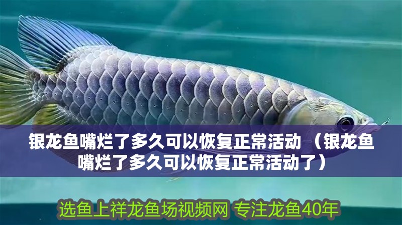 銀龍魚嘴爛了多久可以恢復(fù)正常活動(dòng) （銀龍魚嘴爛了多久可以恢復(fù)正常活動(dòng)了）