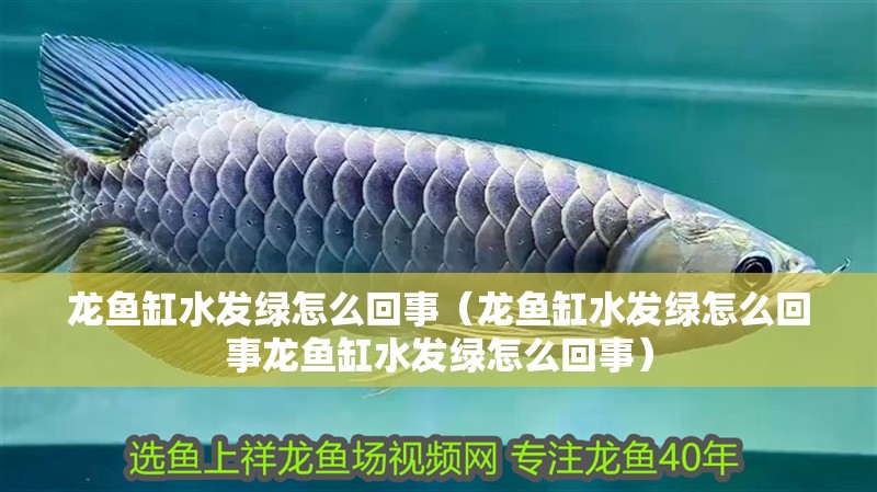 龍魚缸水發綠怎么回事（龍魚缸水發綠怎么回事龍魚缸水發綠怎么回事）