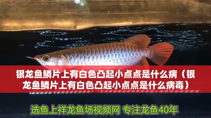 銀龍魚鱗片上有白色凸起小點(diǎn)點(diǎn)是什么病（銀龍魚鱗片上有白色凸起小點(diǎn)點(diǎn)是什么病毒）