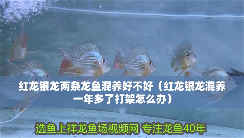 紅龍銀龍兩條龍魚混養好不好（紅龍銀龍混養一年多了打架怎么辦）
