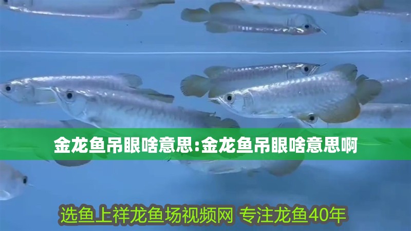 金龍魚吊眼啥意思:金龍魚吊眼啥意思啊