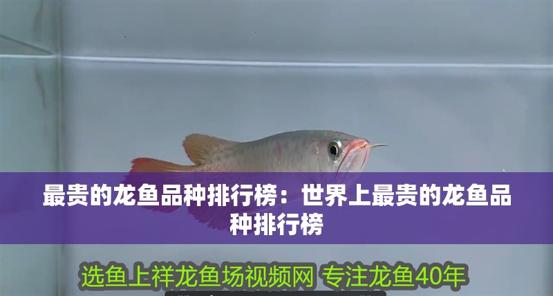 最貴的龍魚品種排行榜：世界上最貴的龍魚品種排行榜